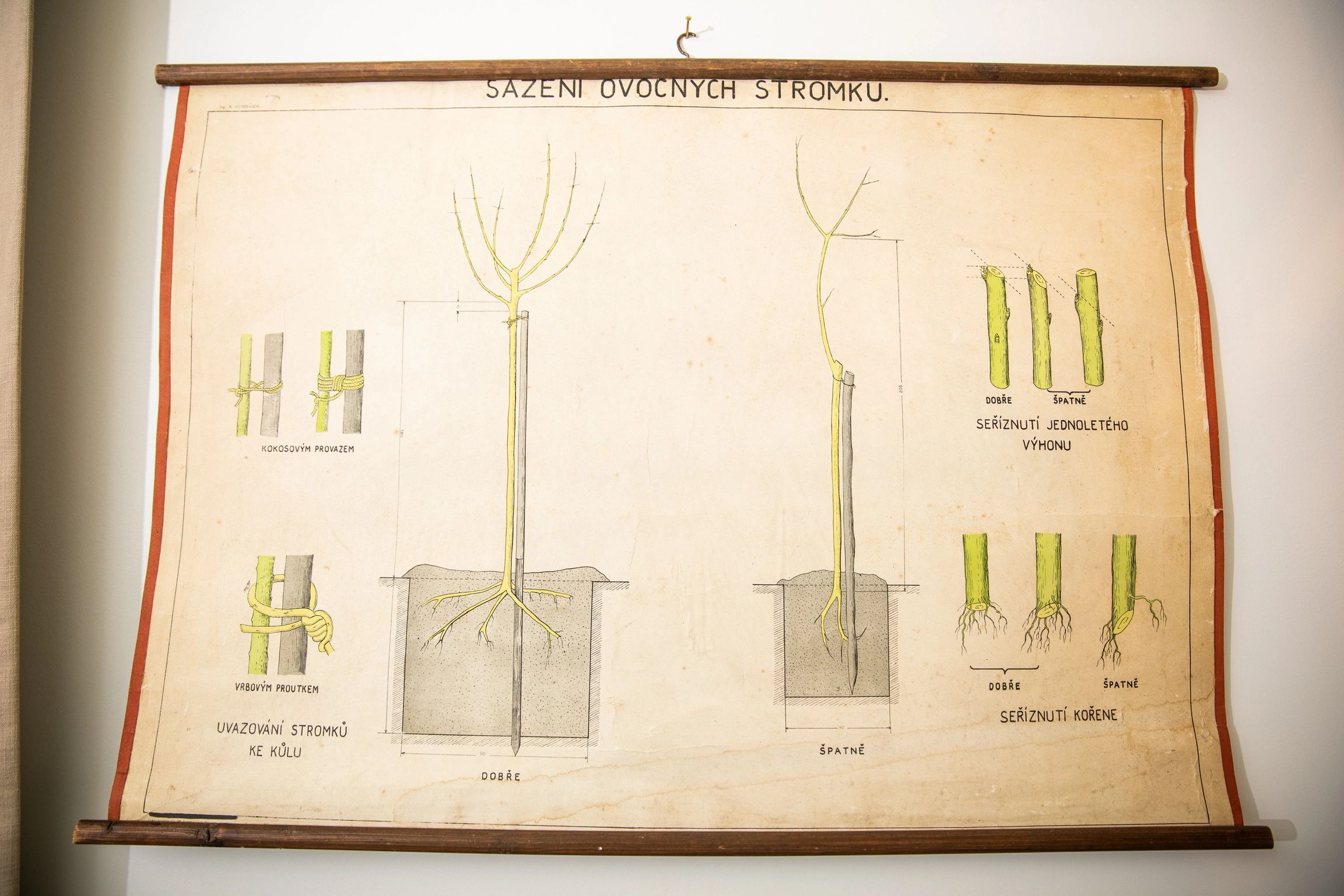 Vintage botanical chart illustrating fruit tree planting techniques